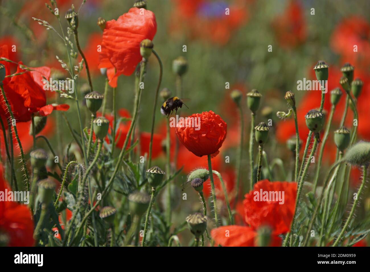 Red Poppy With A Bumble Bee Stock Photo