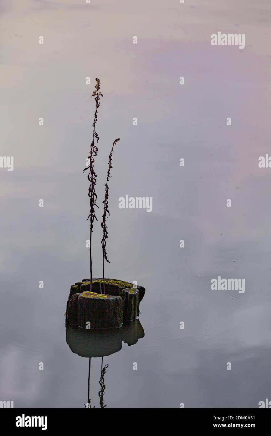 Stick Weed High Resolution Stock Photography and Images - Alamy