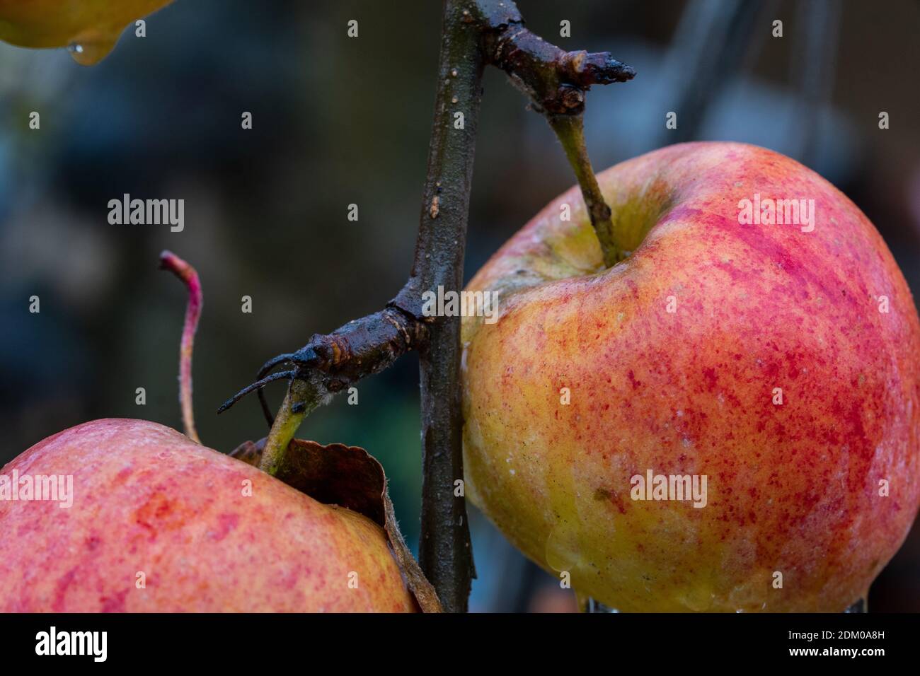 The last ripe red apples are still hanging on the tree in November. It's raining, the fruit is wet and some water droplets have formed. Stock Photo