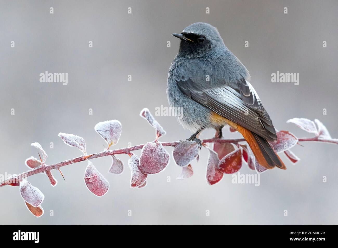Male Black redstart perched on a frost covered twig with reddish colored leaves. Stock Photo