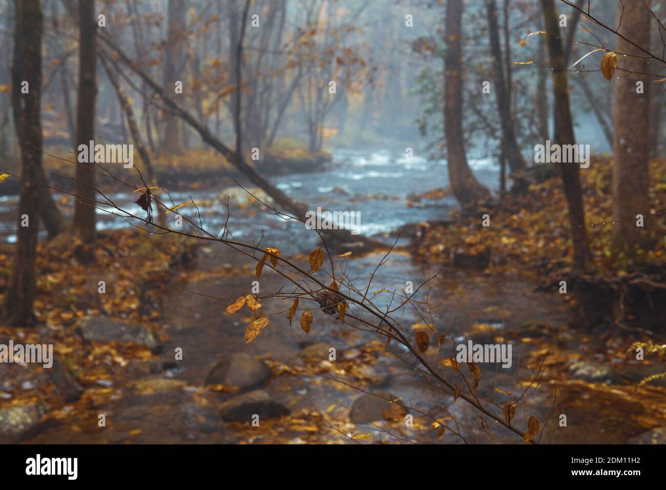 Dark water in misty forest hi-res stock photography and images - Alamy