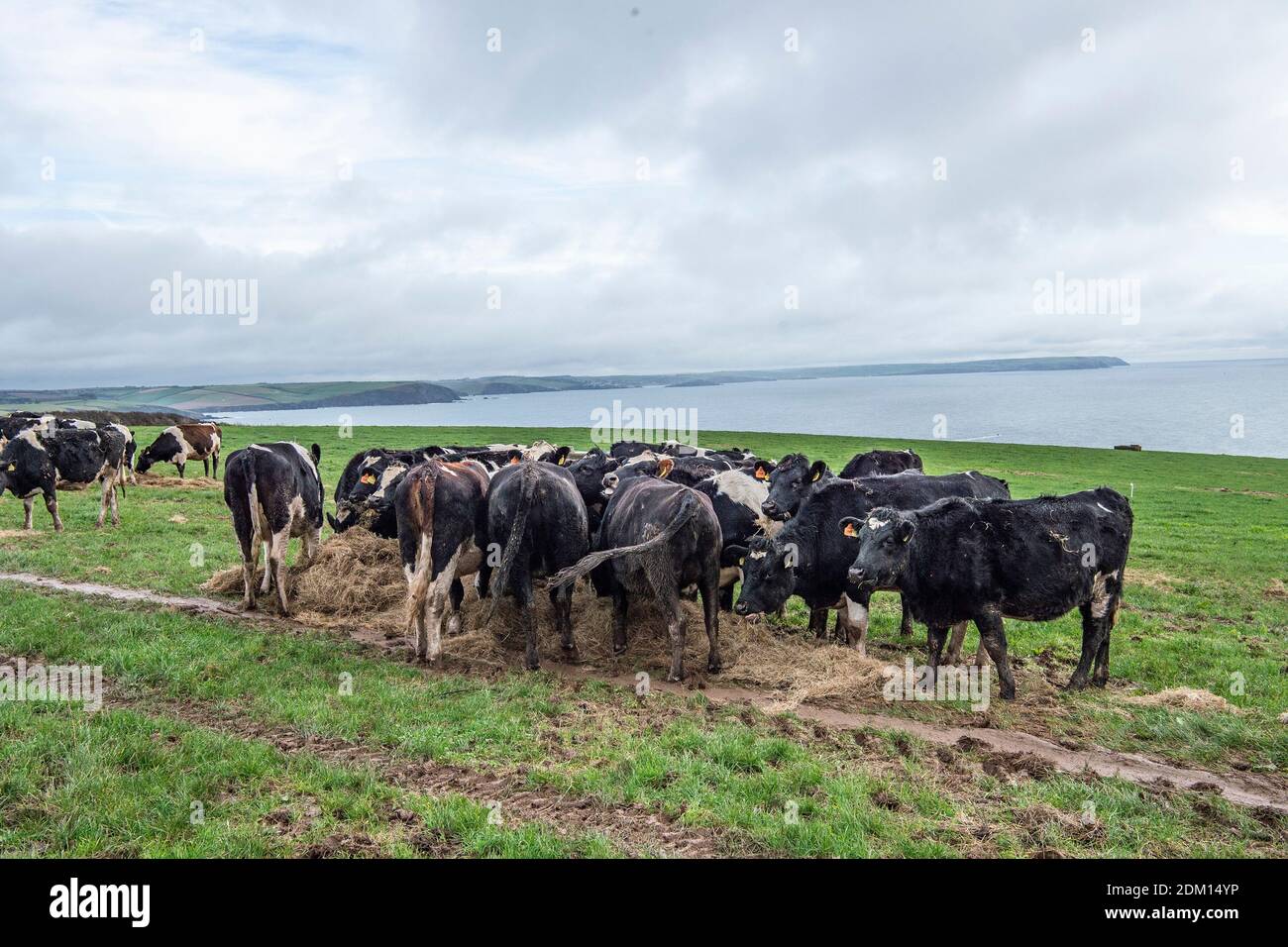 Holstein dairy cows being fed silage in a clifftop field Stock Photo