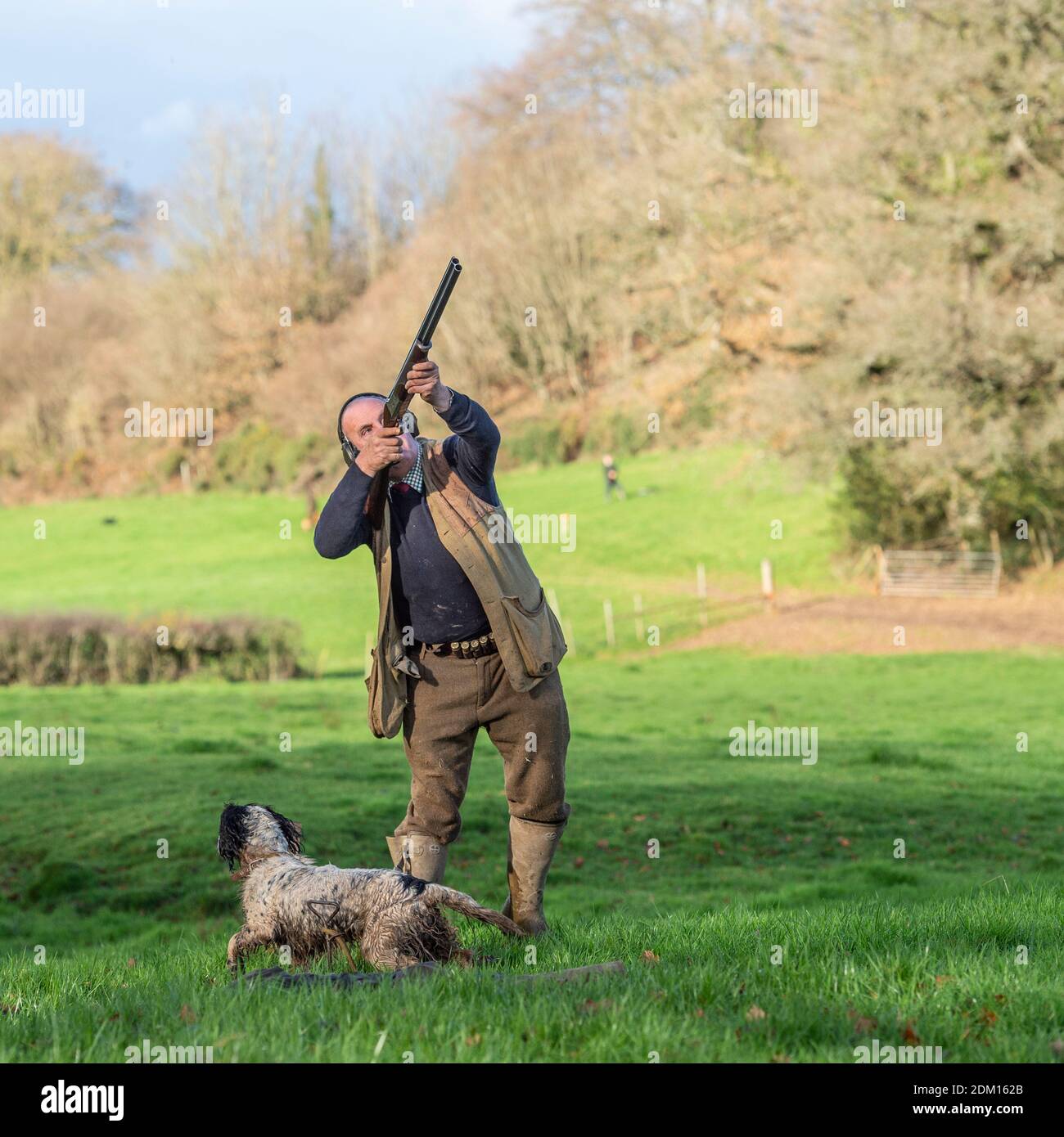 man shooting pheasants with springer spaniel dog Stock Photo