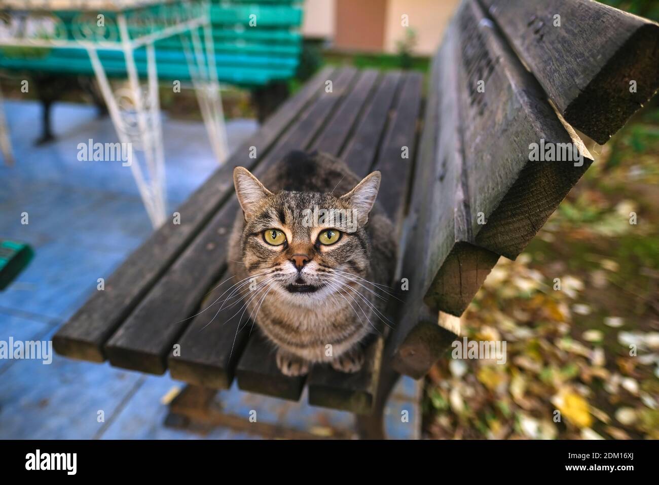 Cute tabby cat is meowing on wooden bench Stock Photo - Alamy