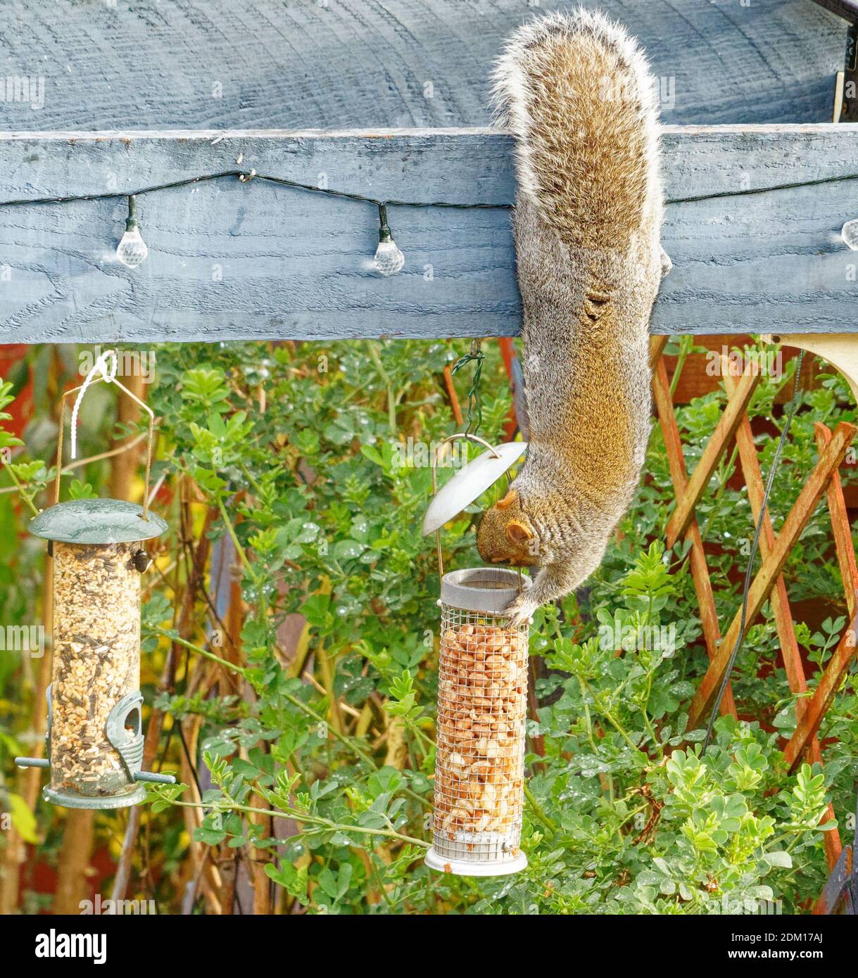 Athletic grey squirrel dangling from tail stealing nuts from bird-feeder Stock Photo