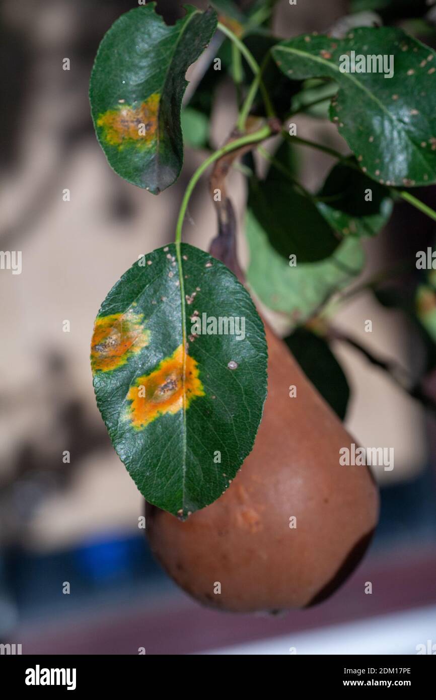 Branches leaves and pear fruits affected by orange rusty spots and horn-shaped growths with spores of the fungus Gymnosporangium sabinae in a human home garden. Pear leaves with pear rust infestation. Stock Photo