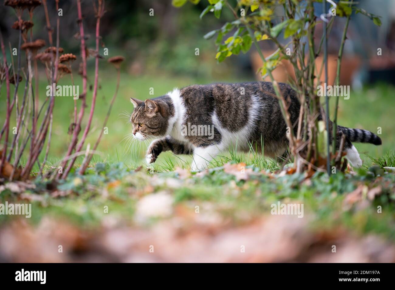 side view of a tabby white british shorthair cat outdoors in the back ...