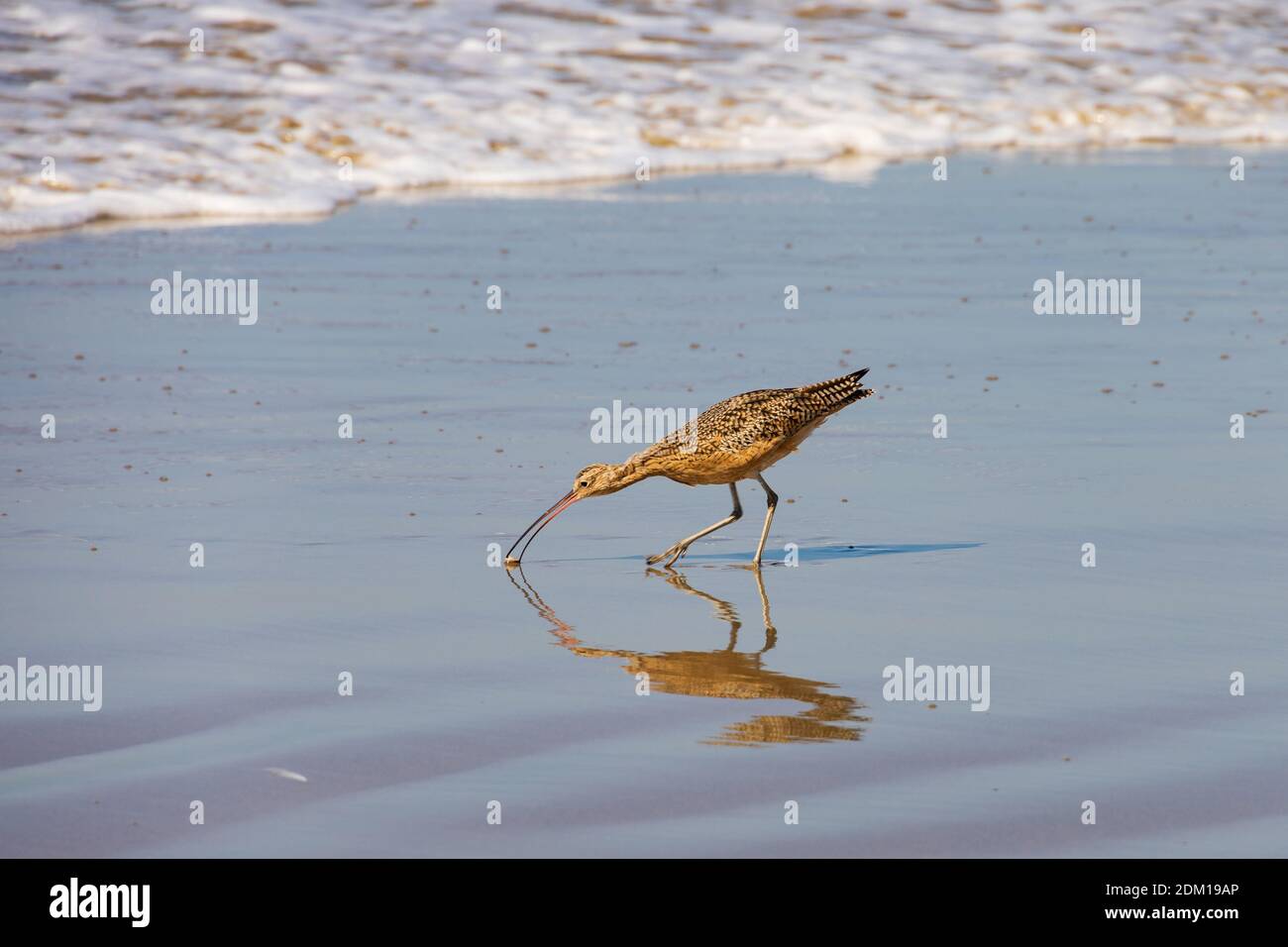 American Long Billed Curlew, Numenius americanus, Santa Monica beach, California, United States of America. USA. October 2019 Stock Photo