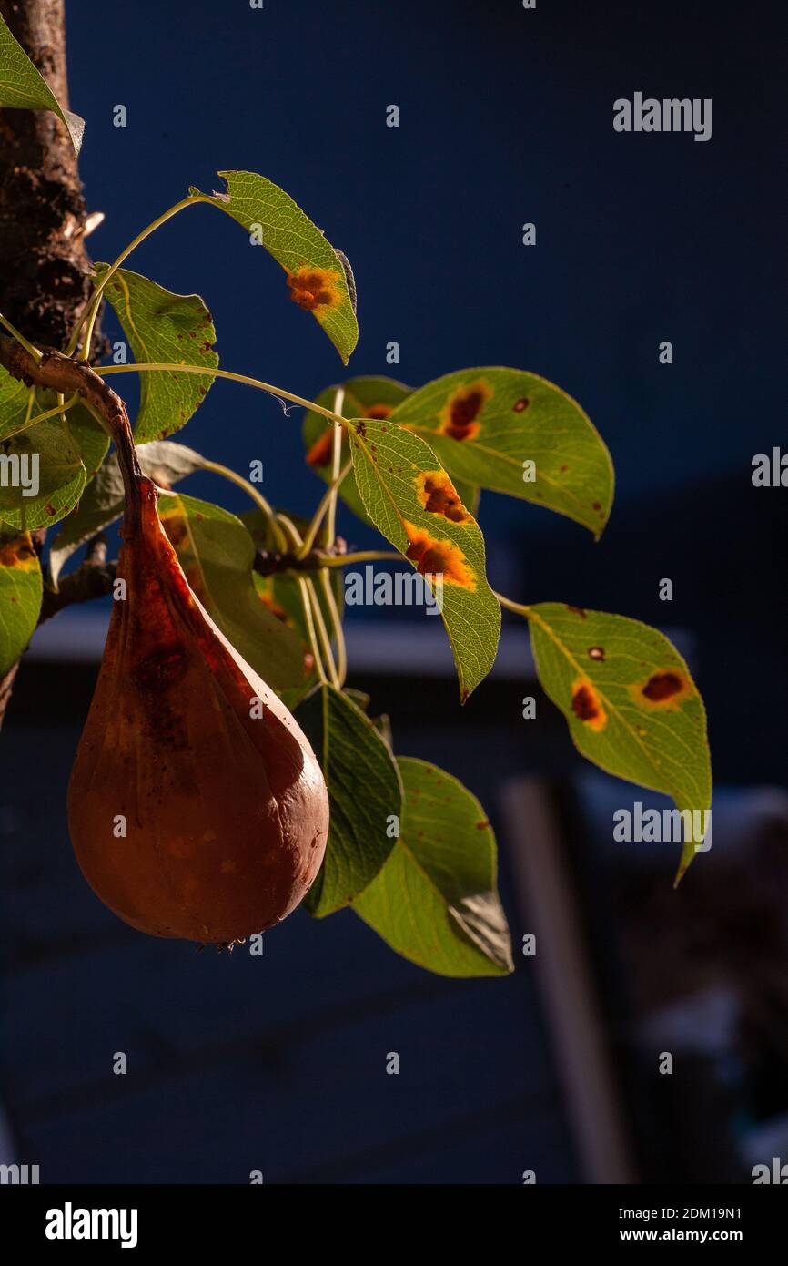 Branches leaves and pear fruits affected by orange rusty spots and horn-shaped growths with spores of the fungus Gymnosporangium sabinae in a human home garden. Pear leaves with pear rust infestation. Stock Photo