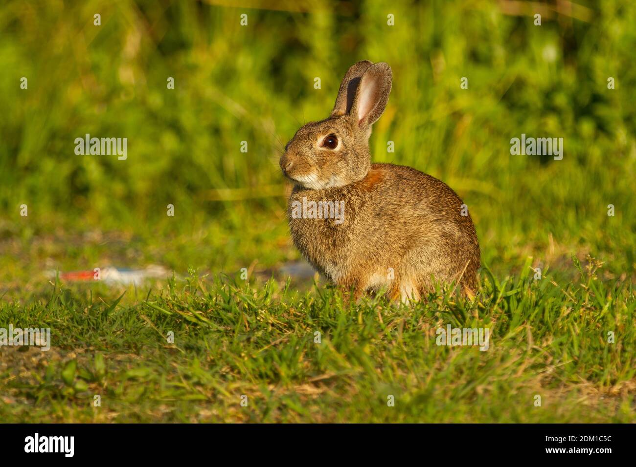 A closeup shot of European rabbit, Oryctolagus cuniculus Stock Photo