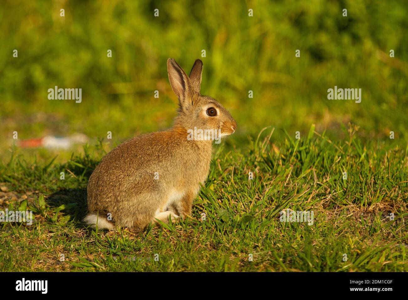 A closeup shot of European rabbit, Oryctolagus cuniculus Stock Photo