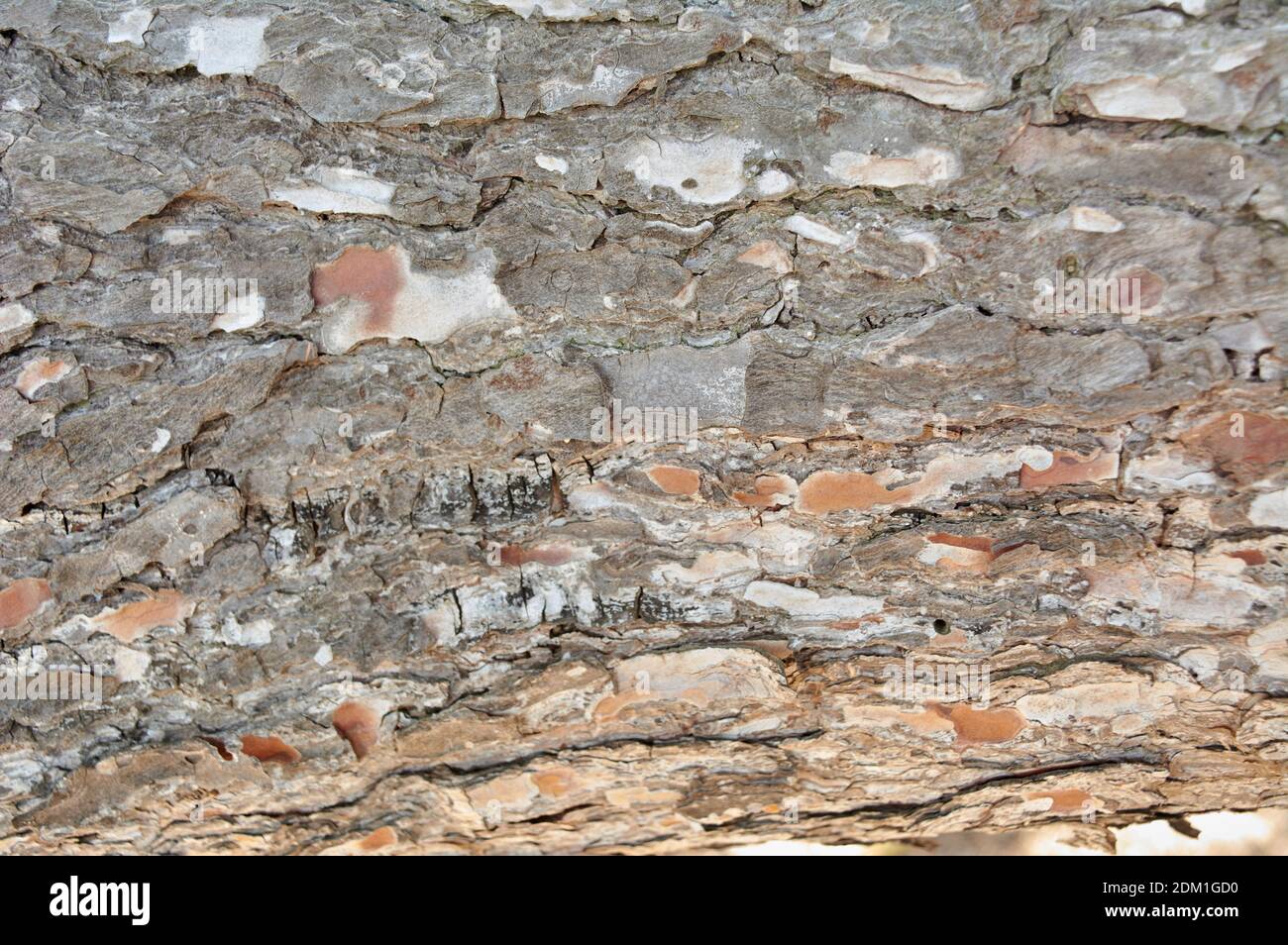 Close up brown wood texture backgrounds, pine tree bark texture, with ...