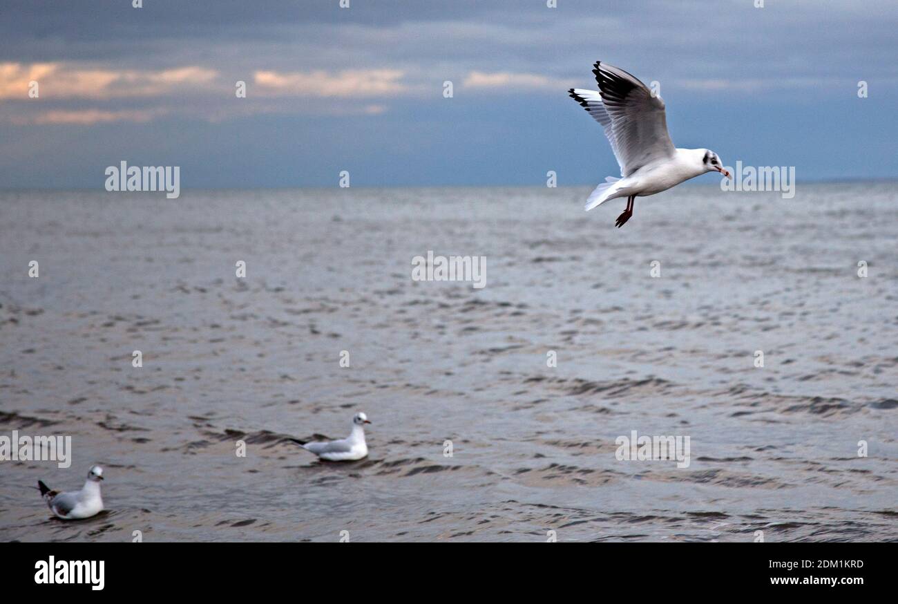 Tempearture hires stock photography and images Alamy