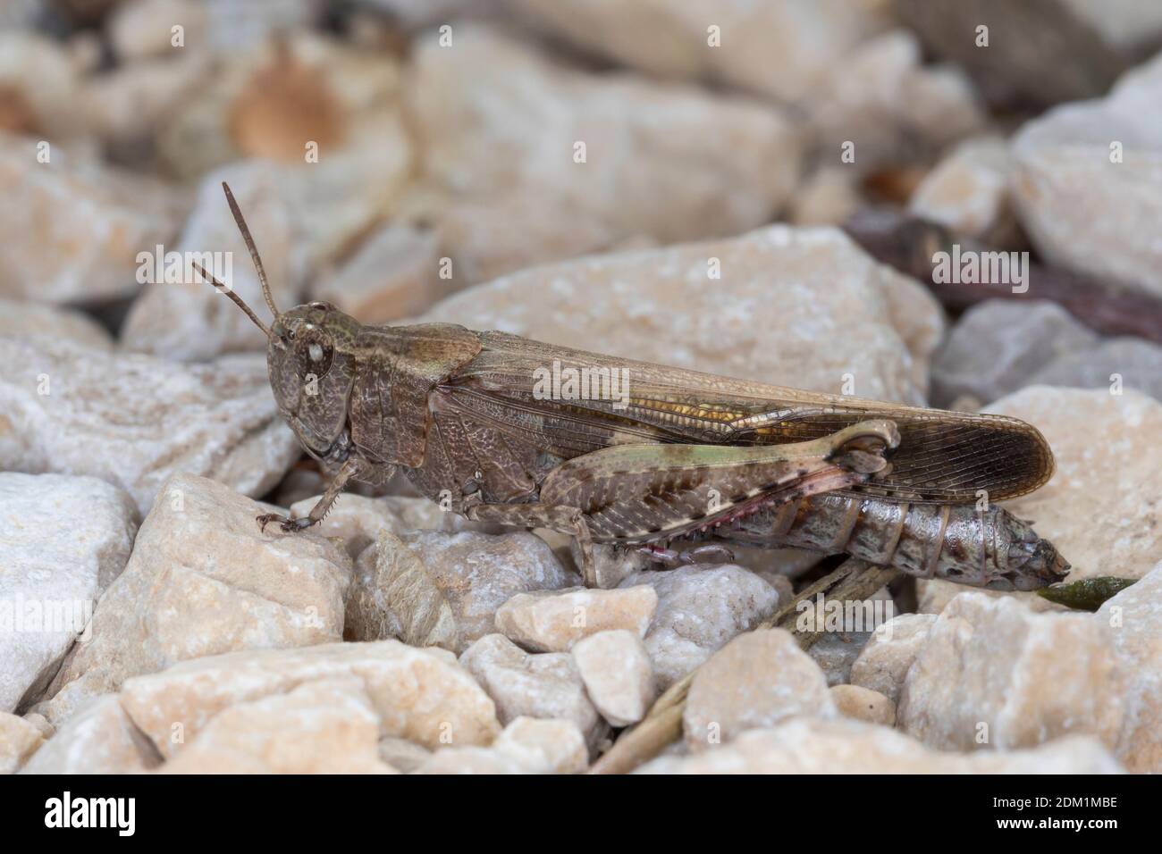 Page 2 Criquet High Resolution Stock Photography And Images Alamy