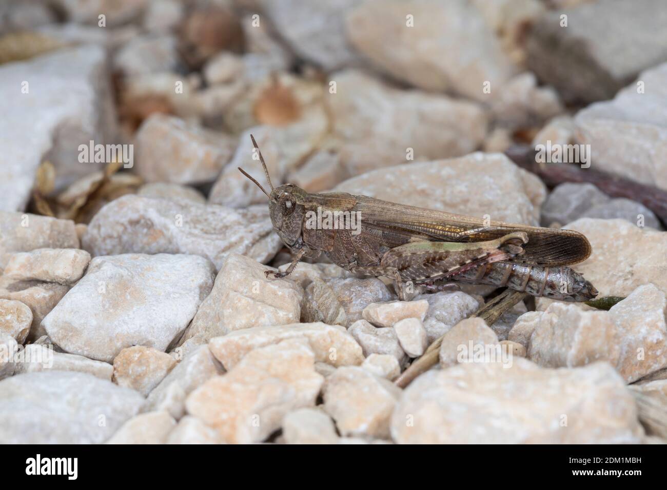 Page 2 Criquet High Resolution Stock Photography And Images Alamy