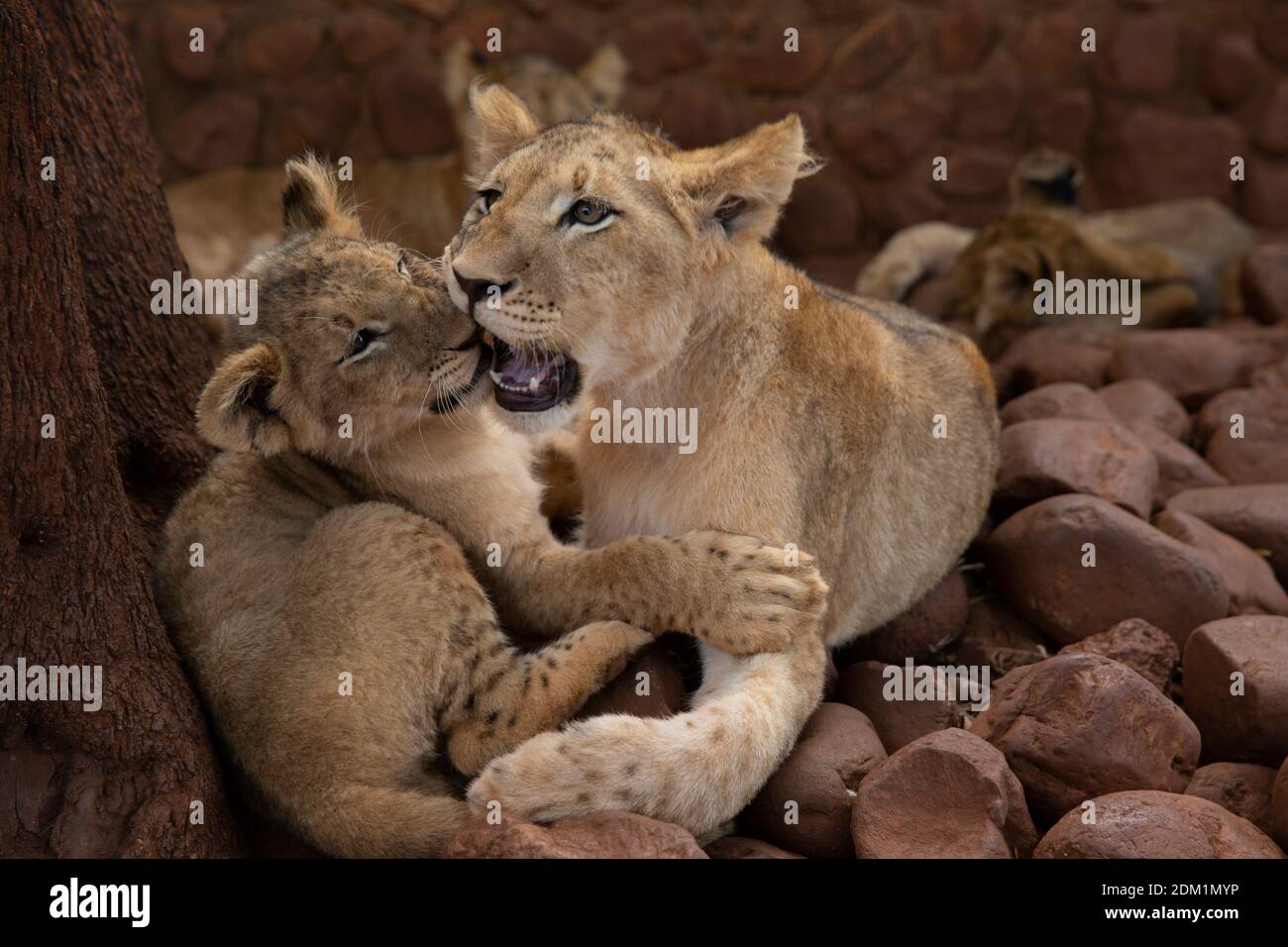 Close of lion cubs playing with each other Stock Photo
