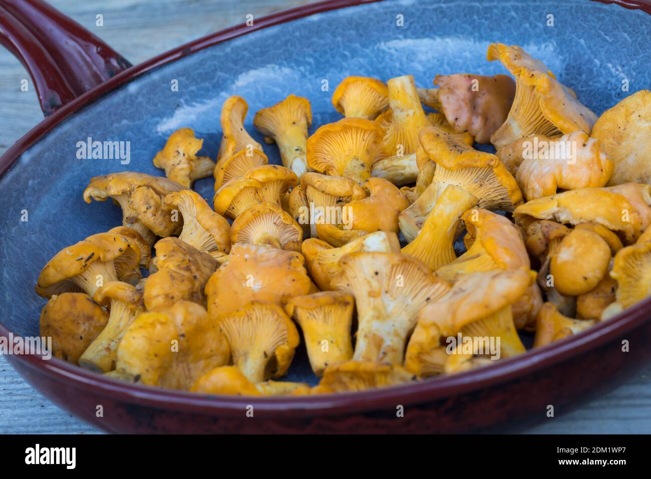 Echter Pfifferling, Pfifferling, Pfifferlinge, Eierschwamm, Eierschwämmchen, Pilzernte, Pilzpfanne, Pilzgericht, Cantharellus cibarius, Chanterelle, g Stock Photo