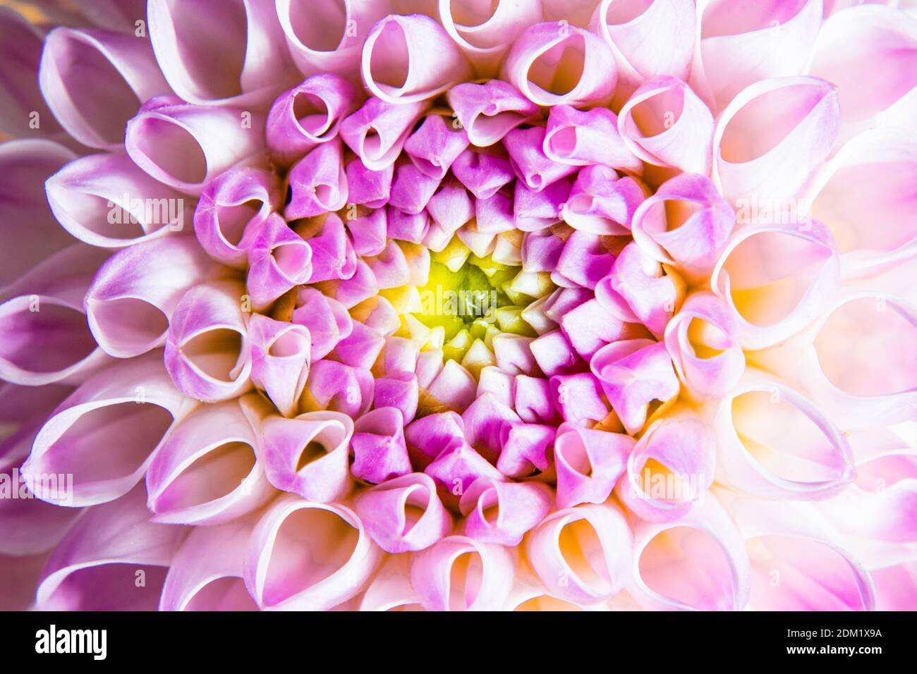 Top view of bud dahlia with pink petals different shades Stock Photo