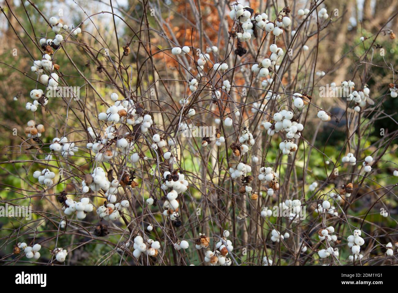 Symphoricarpos albus (Snowberry) Plants in December 2020, Autumn Stock Photo