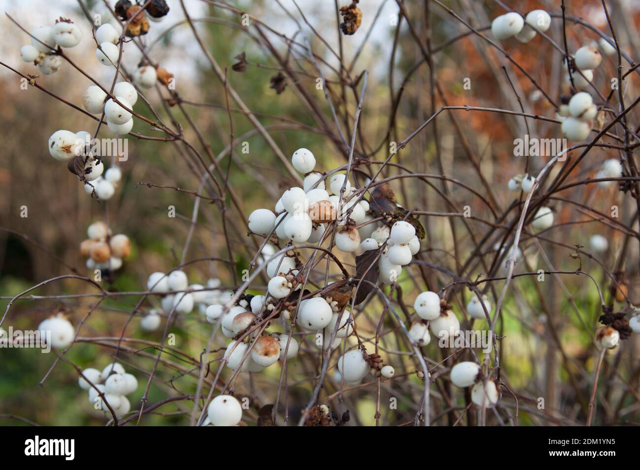 Symphoricarpos albus (Snowberry) Plants in December 2020, Autumn Stock Photo