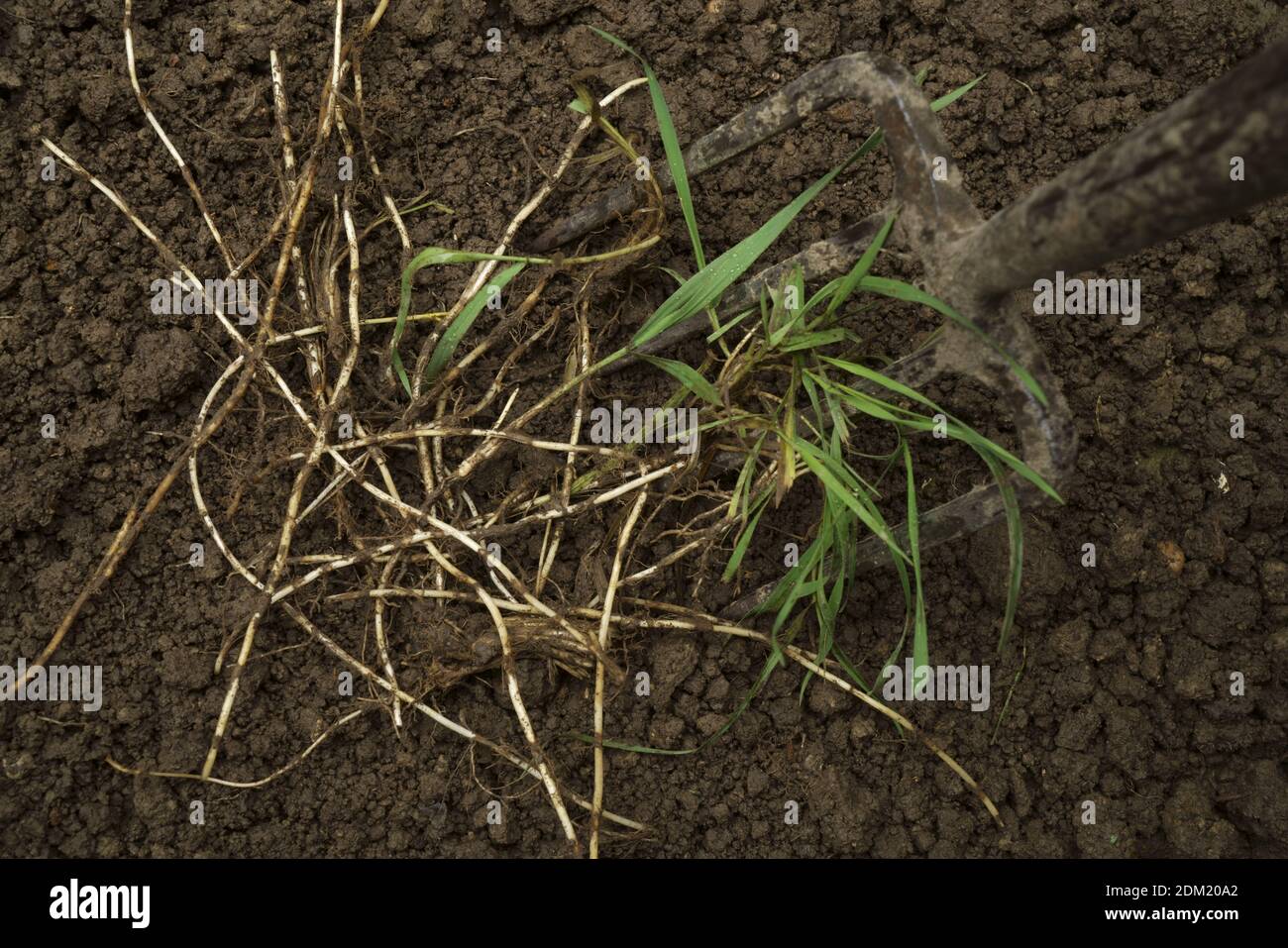 Couch grass rhizomes on soil with a garden fork. Stock Photo