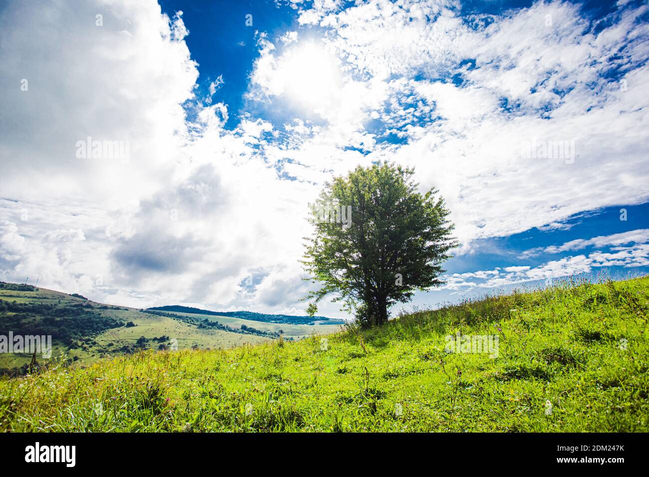 Single growing trees on mountain hi-res stock photography and images ...