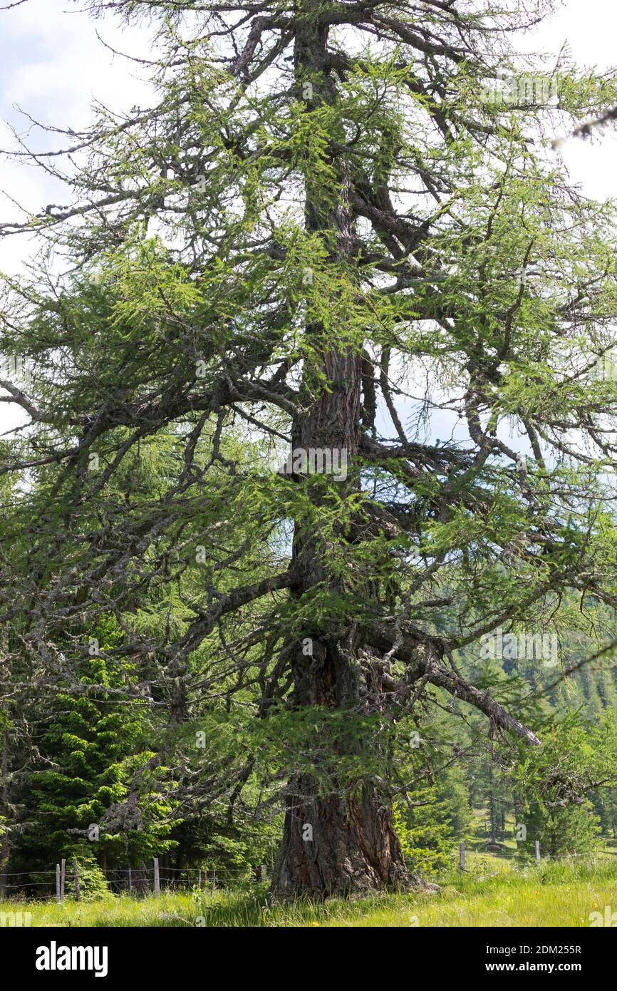 Lärche, Europäische Lärche, im Bergwald, Stamm, Rinde, Borke, Larix ...