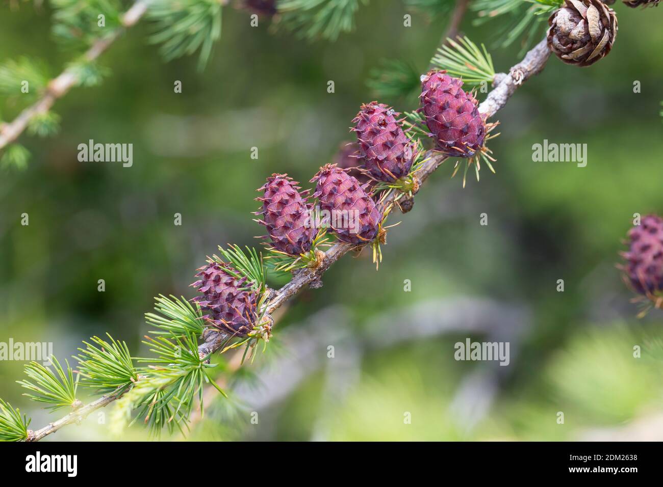 Lärchenzapfen hi-res stock photography and images - Alamy