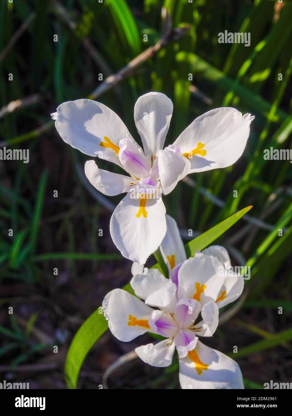 Flowers blooming in November, Dietes grandiflora, Fortnight Lily or
