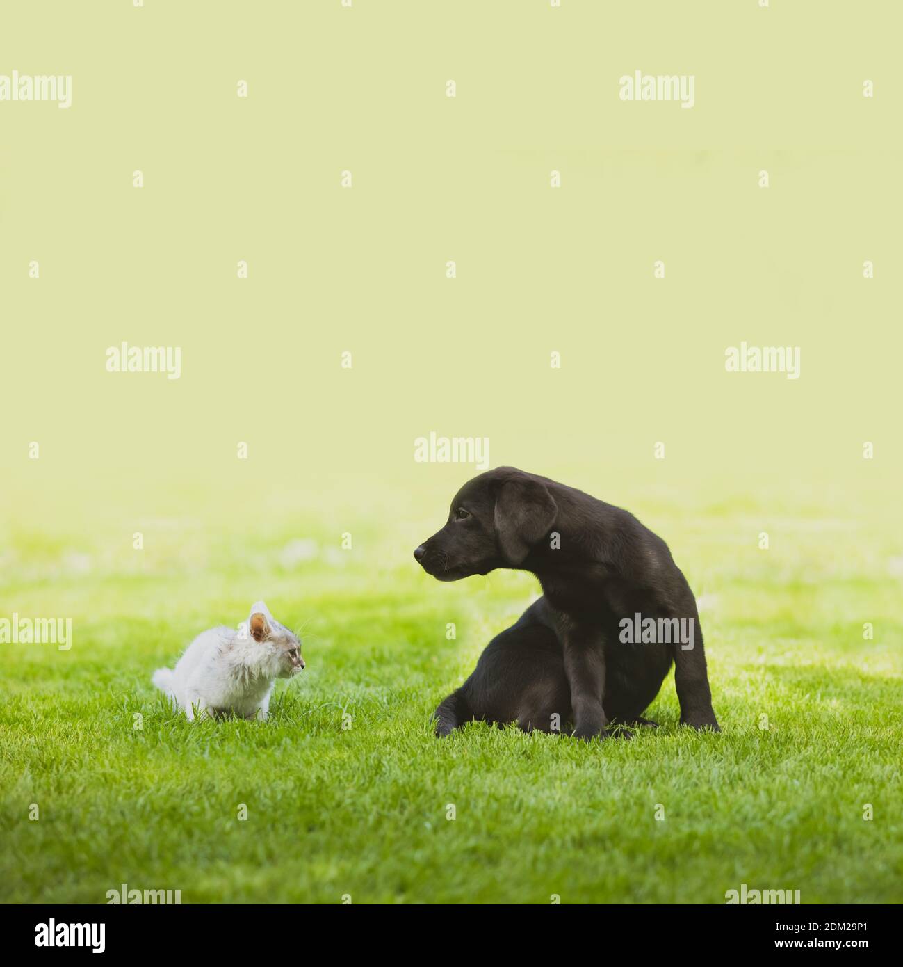 Dog and cat look closely at each other Stock Photo Alamy