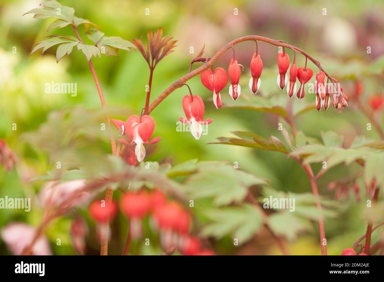 Lamprocapnos spectabilis 'Valentine' syn. Dicentra spectabilis, Bleeding Heart in flower Stock Photo