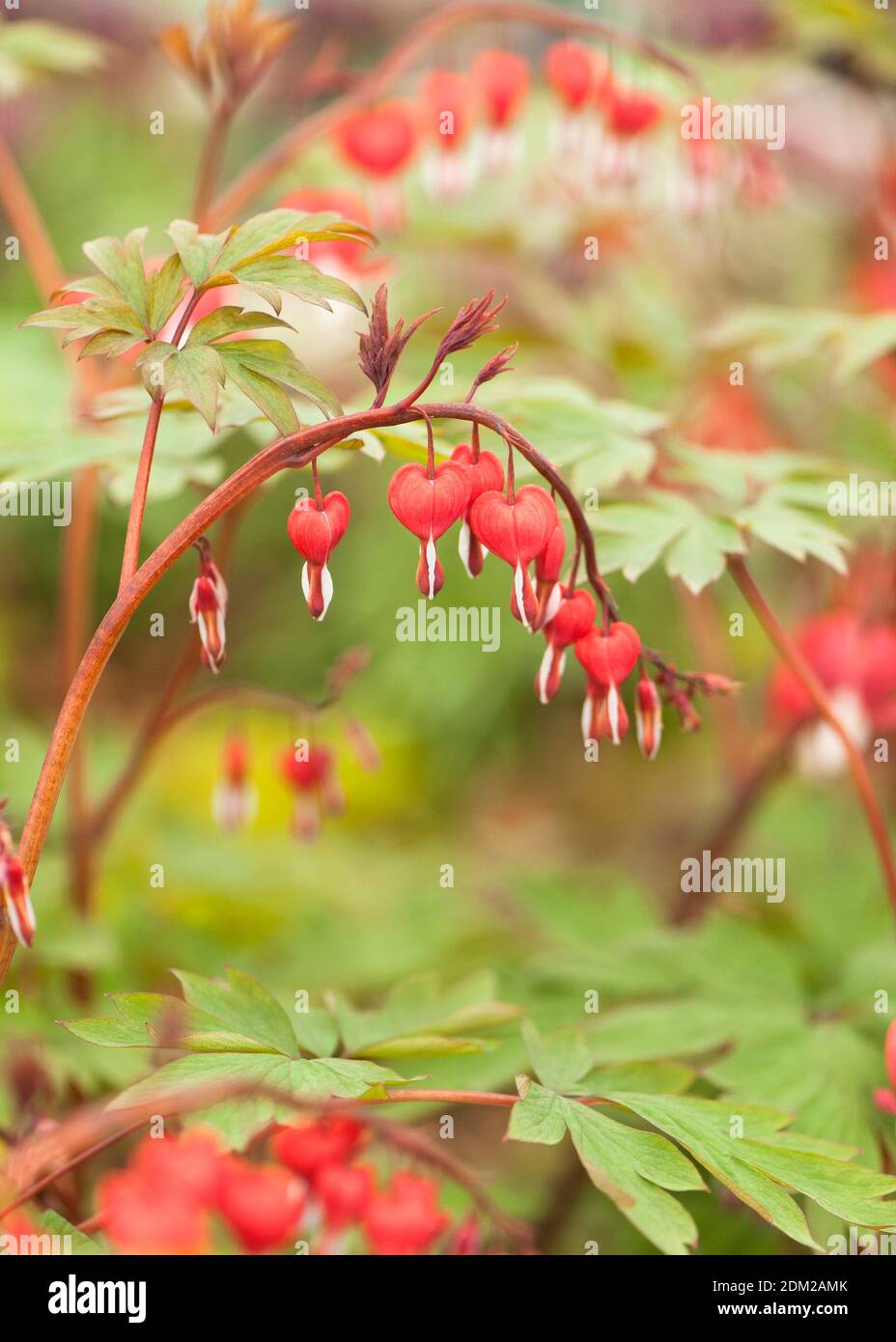 Lamprocapnos spectabilis 'Valentine' syn. Dicentra spectabilis, Bleeding Heart in flower Stock Photo