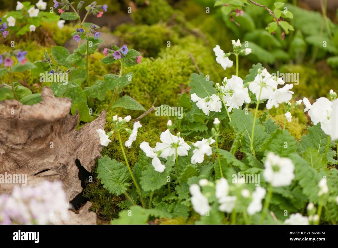 Primula sieboldii 'Alba', Siebold primrose 'Alba' in flower Stock Photo