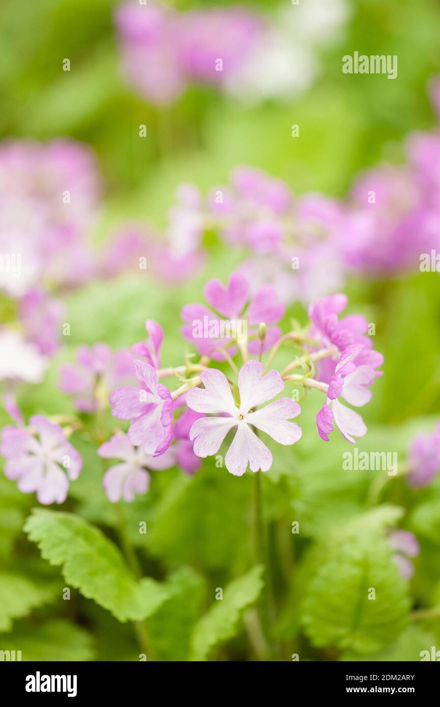Primula sieboldii 'Cherubim’, Siebold primrose 'Cherubim' in flower Stock Photo