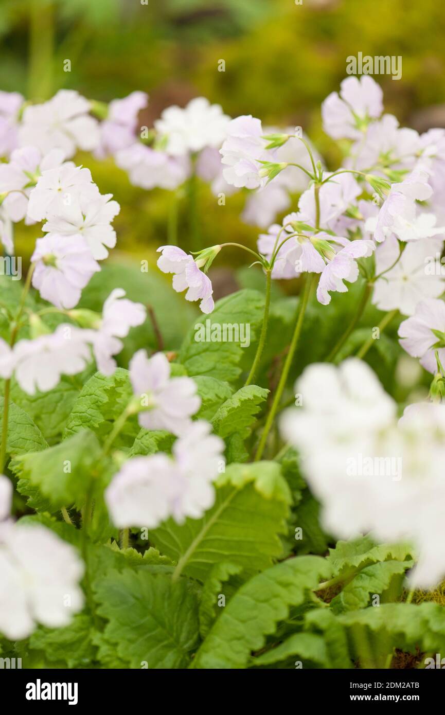 Primula sieboldii 'Oshibori’, Siebold primrose ' Oshibori' in flower Stock Photo