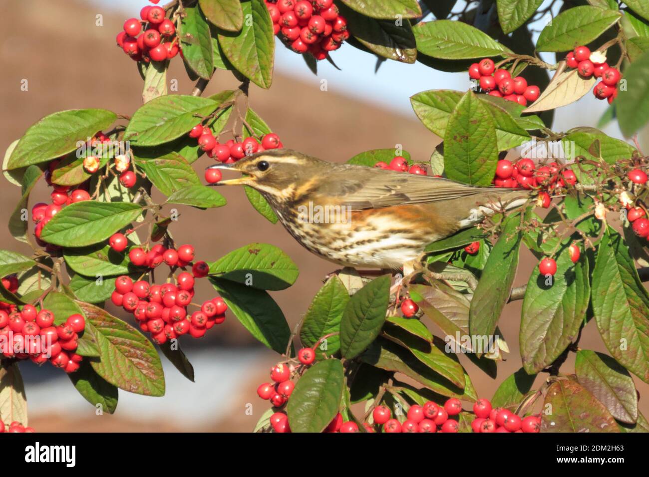 Redwing feasting on Cotoneaster berries in Winter Stock Photo