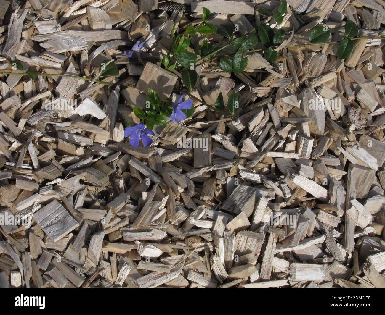 mulching a flower bed with wood chips Stock Photo Alamy