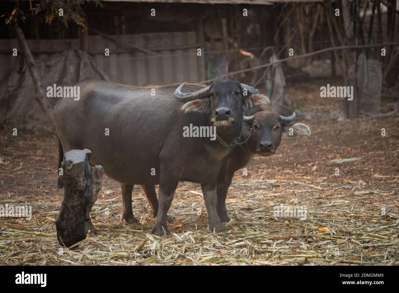 Thai Buffalo Buffalo Soldier Stock - Alamy