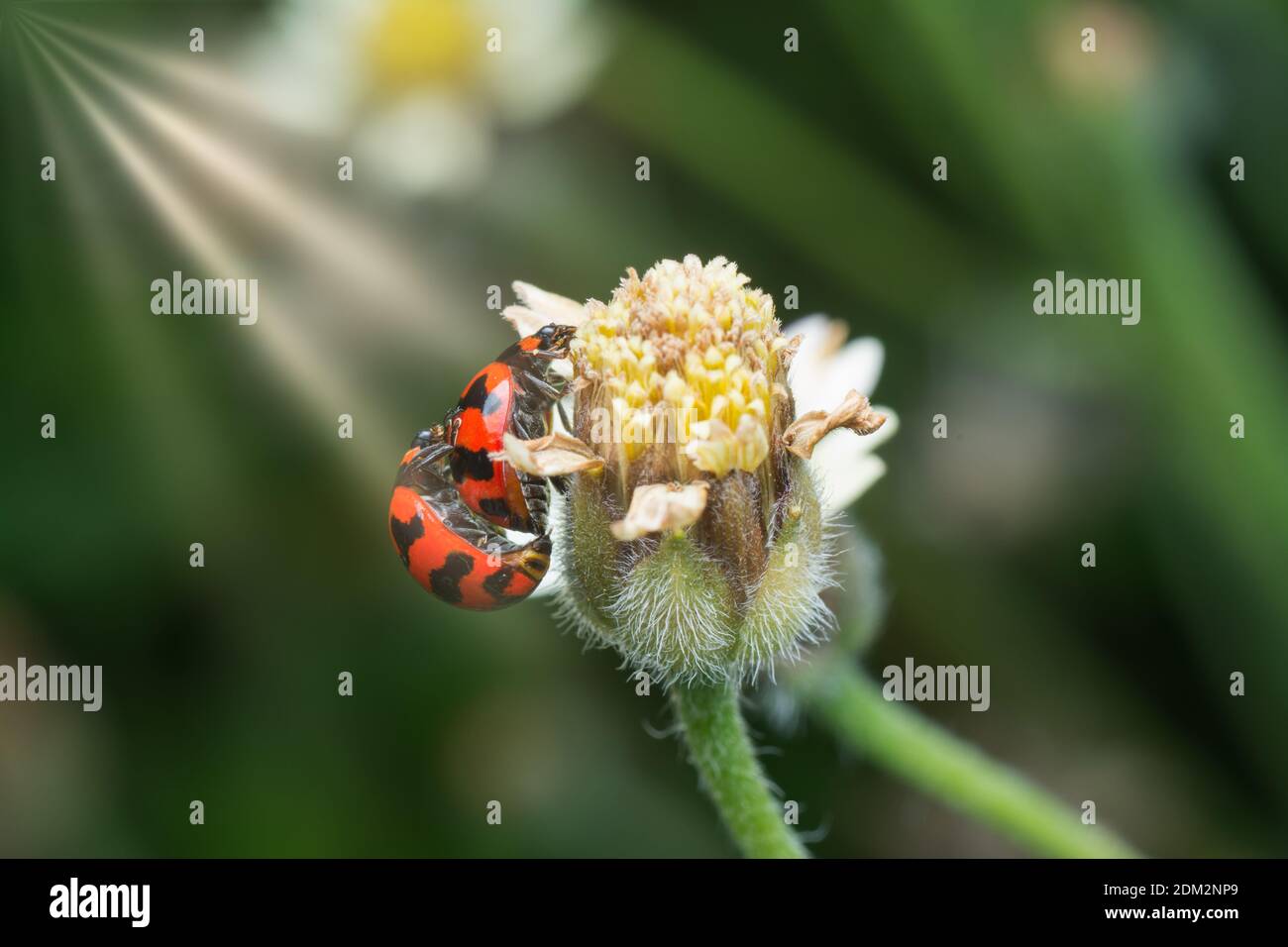 Asian Red Orange Ladybeetles On Tridax Procumbens Stock Photo