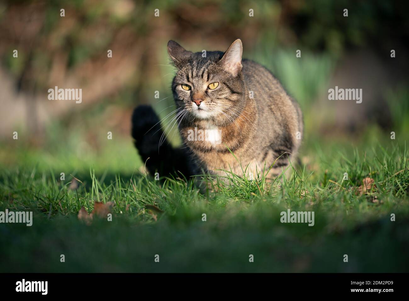 tabby cat resting on grass outdoors in direct sunlight Stock Photo