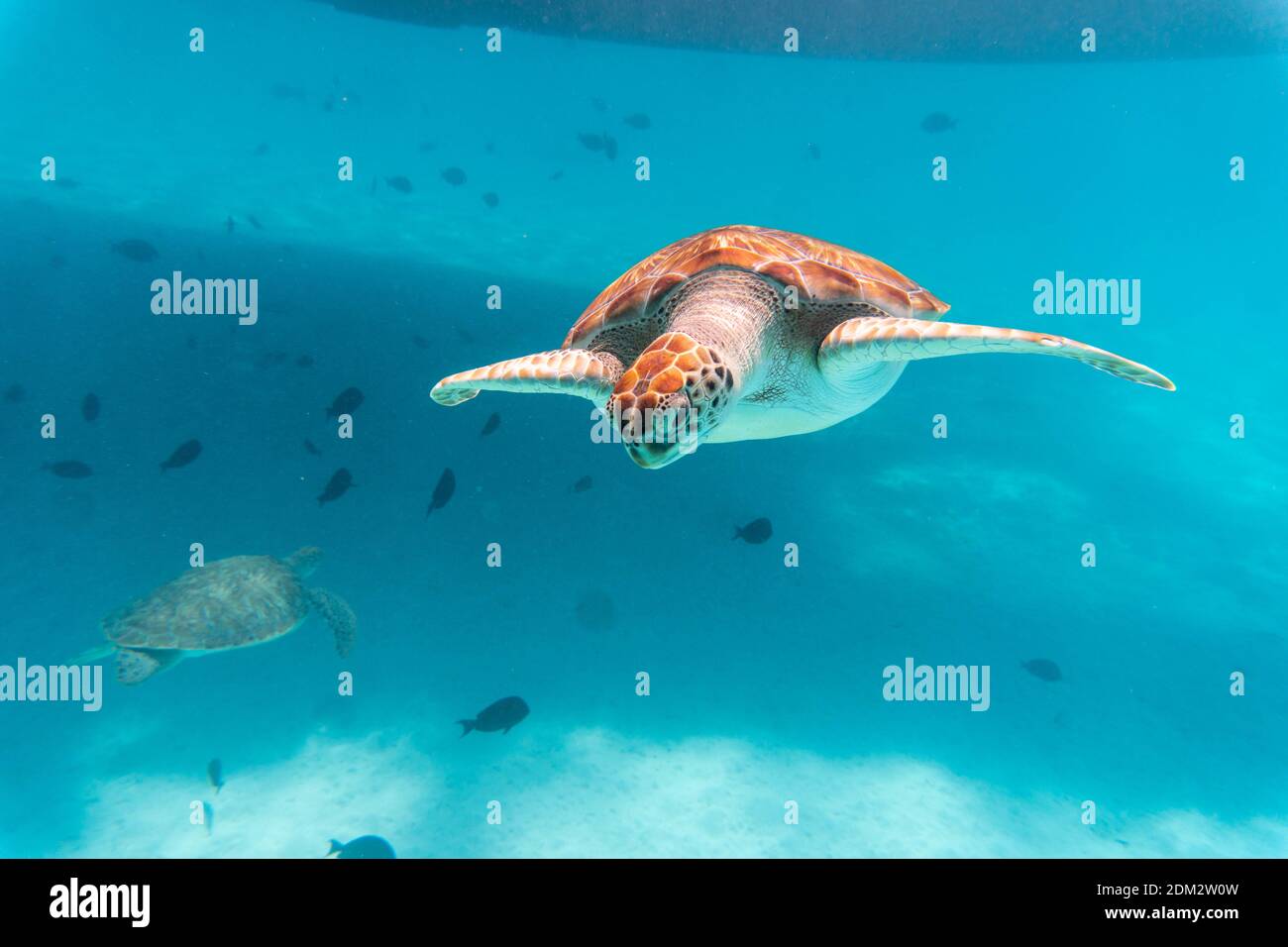 An amazing shot of a sea turtle swimming in the crystally clear water ...
