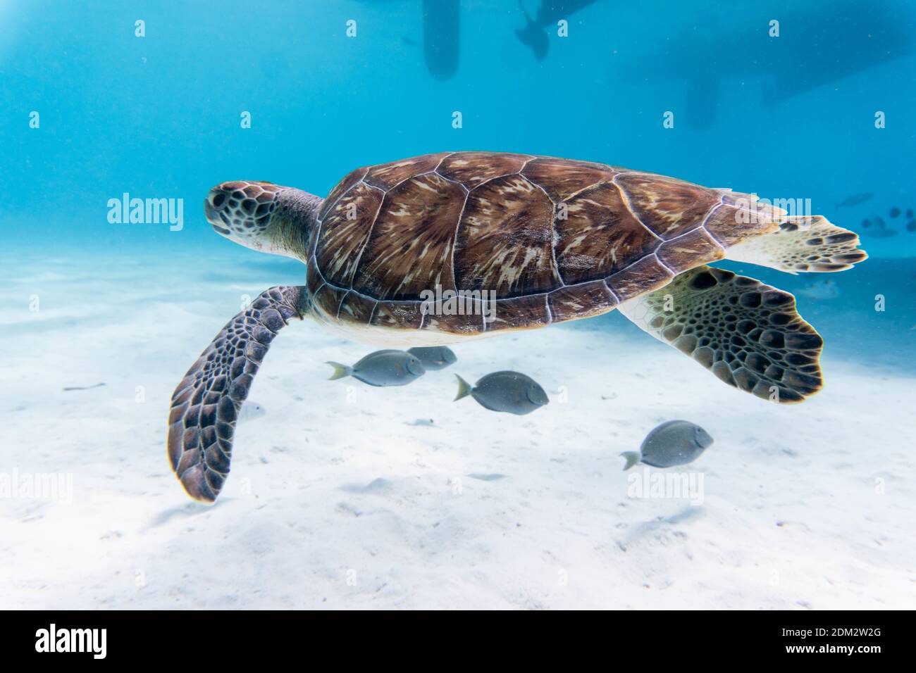 An amazing shot of a sea turtle swimming in the crystally clear water ...