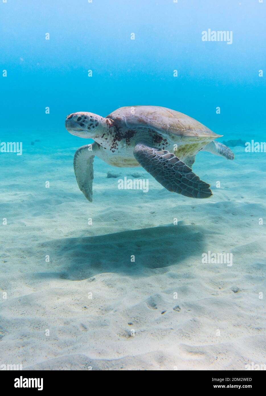 A vertical shot of an amazing sea turtle swimming in the crystally ...