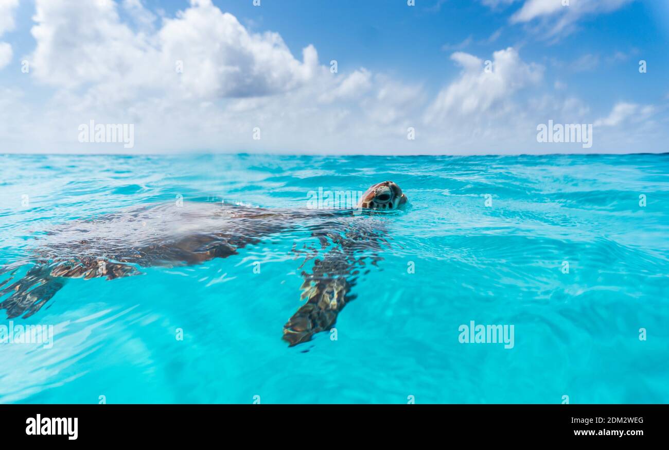 An amazing shot of a sea turtle swimming in the crystally clear water ...