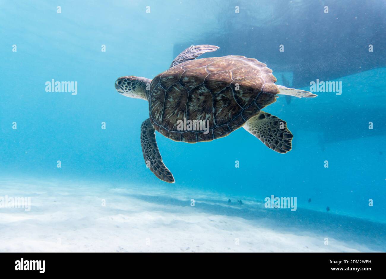 An amazing shot of a sea turtle swimming in the crystally clear watera ...