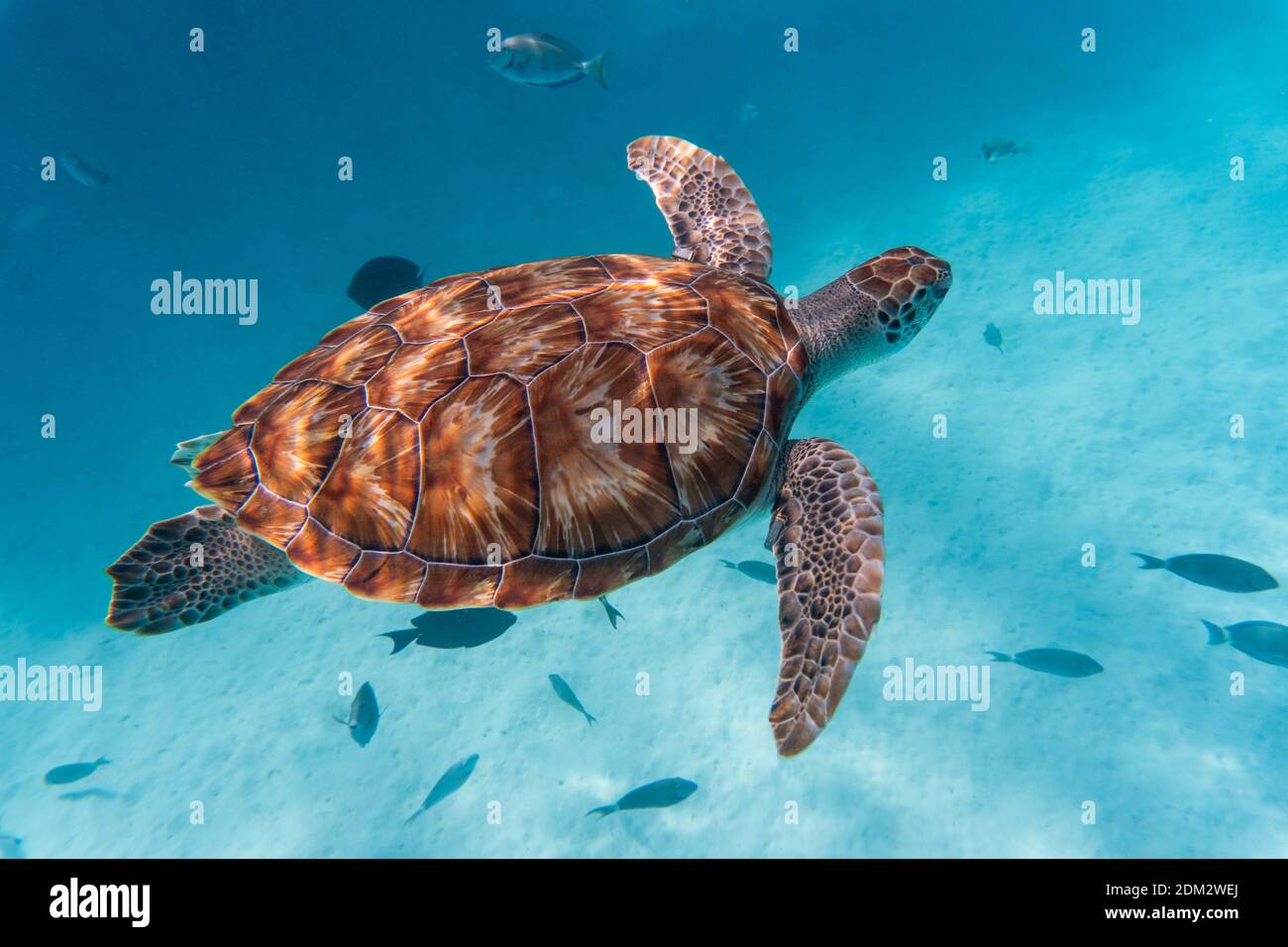 An amazing shot of a sea turtle swimming in the crystally clear water ...