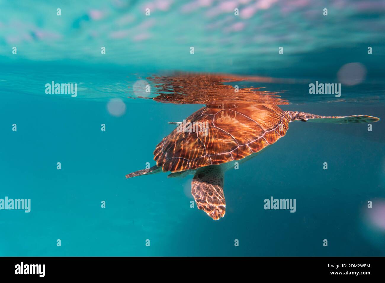 An amazing shot of a sea turtle swimming in the crystally clear water ...