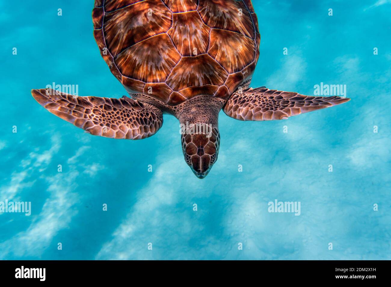An amazing shot of a sea turtle swimming in the crystally clear water ...