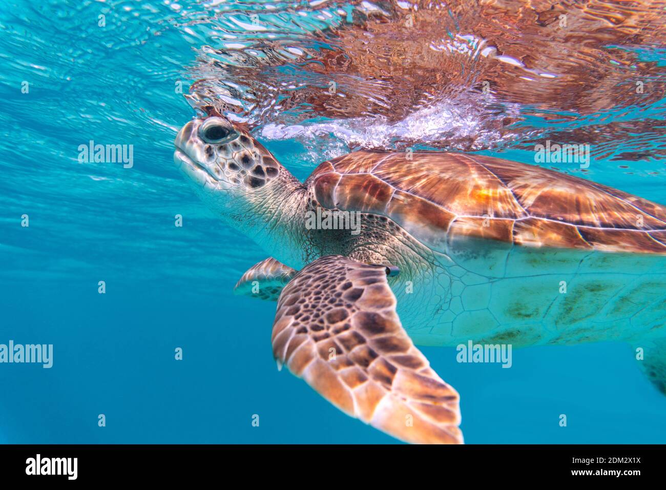 An amazing shot of a sea turtle swimming in the crystally clear water ...