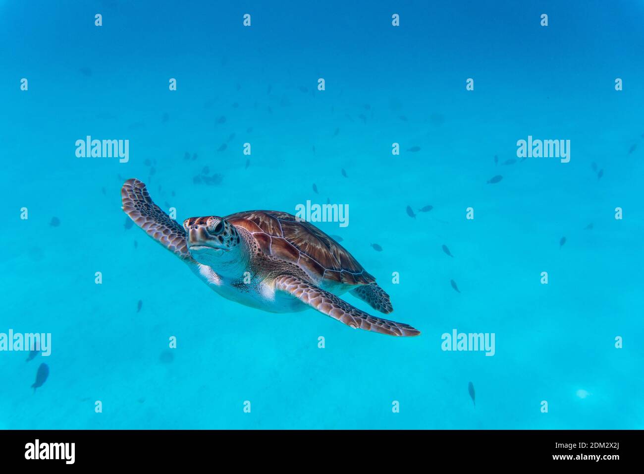 An amazing shot of a sea turtle swimming in the crystally clear water ...